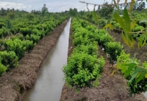 QUY TRÌNH XỬ LÝ RA HOA TRÊN CÂY CAM
