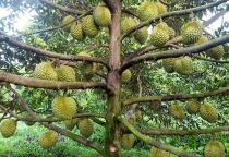 QUY TRÌNH CHĂM  SÓC LÀM BÔNG TRÊN CÂY SẦU RIÊNG