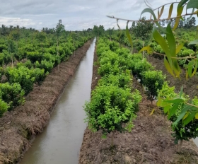 QUY TRÌNH XỬ LÝ RA HOA TRÊN CÂY CAM
