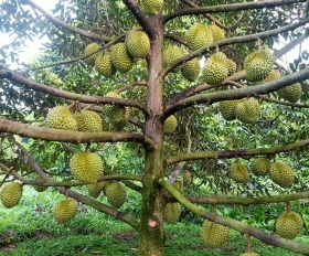 Hướng dẫn bón phân nuôi trái hiệu quả 