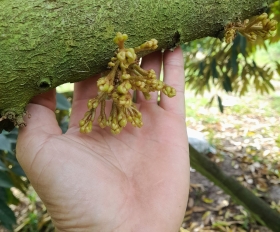 Mắt Cua Sầu riêng Ra Không Đều Nguyên Nhân Ở Đâu? Tại Sao?