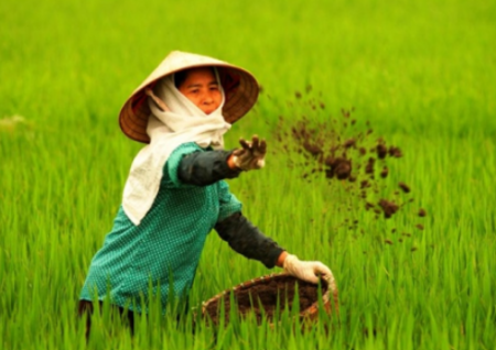 nông dân gieo trồng