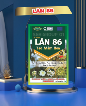 Lân 86 tạo mầm hoa lân phosphate