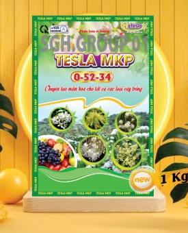 TESLA MKP 05234 TAO MAM CHAN DOT