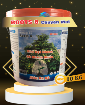 ROOTS 6 CHUYÊN MAI APSARA