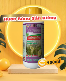 Rước bông sầu riêng hatesla