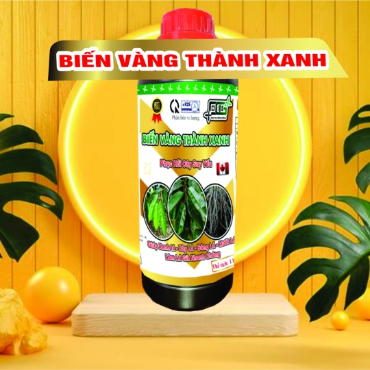 BIẾN VÀNG THÀNH XANH CHAI 1L